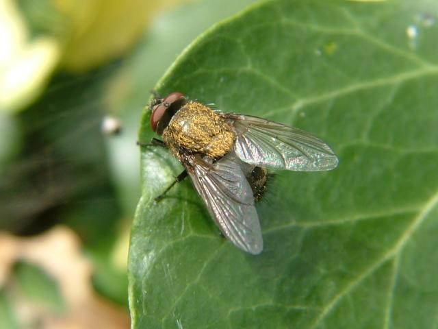 Pollenia rudis Calliphoridae